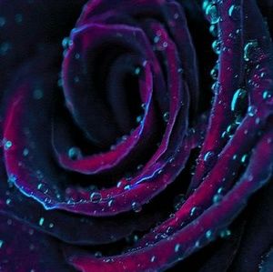 Meet your Posher, Kristy